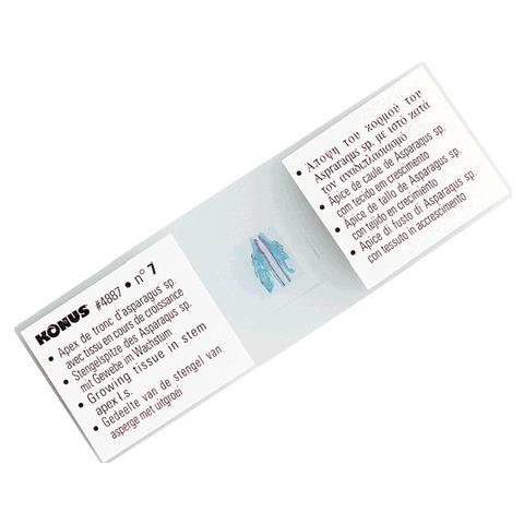 Serie 10 Vetr. 4856 Lucert. Serpenti Uccel - Foto 2