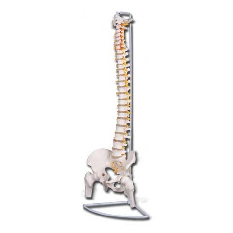 Modello Colonna Vertebrale Linea Value - Con Femori - Foto 1