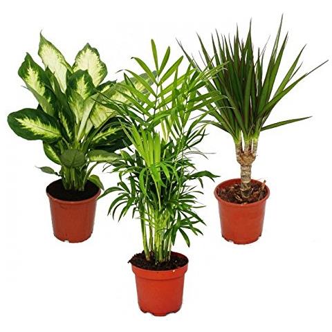 Piante d'appartamento mescolano II set di 3, 1x dieffenbachia, 1x Chamaedorea (Bergpalme) 1x Dracena marginata (albero di drago), pot 10-12cm - Foto 1