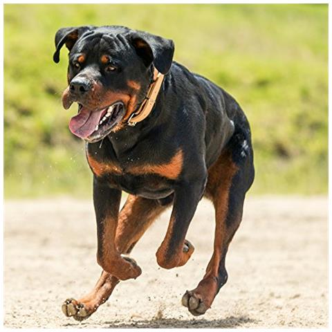 Repellente Per Animali - Ultrasuoni - Set Di 3 Repellenti Per Gatti Incluse Picchetto Da Terreno - Acustico - Alimentato A Batteria - Scaccia Gatti, Cani, Piccioni, Martore E Roditori - Foto 2