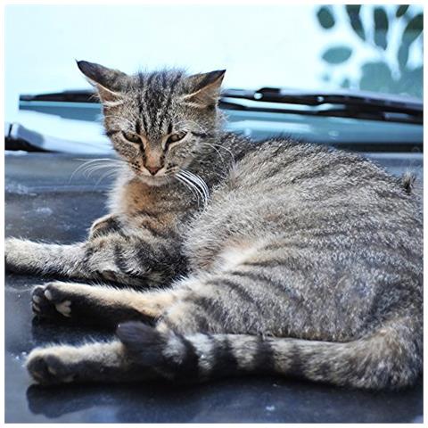 Repellente Per Animali - Ultrasuoni - Set Di 3 Repellenti Per Gatti Incluse Picchetto Da Terreno - Acustico - Alimentato A Batteria - Scaccia Gatti, Cani, Piccioni, Martore E Roditori - Foto 6