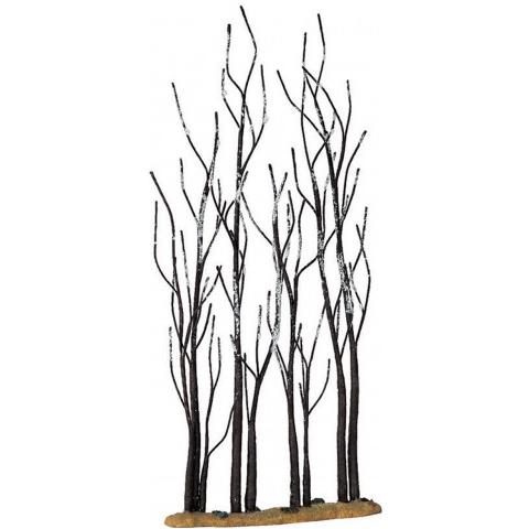 Alberelli Di Sicomoro - Stand Of Sycamore - Foto 1
