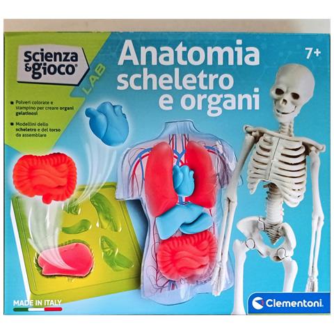 Anatomia Scheletro E Organi - Foto 1