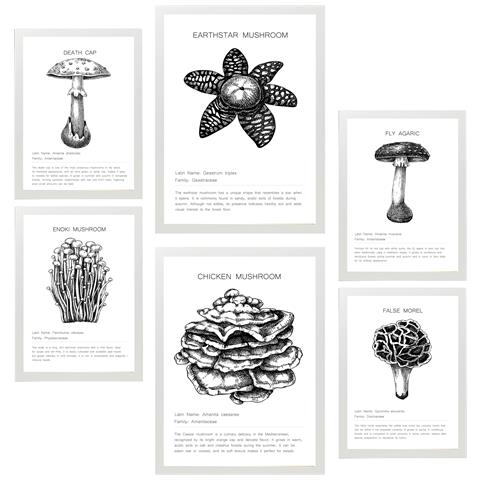 Set Di 6 Stampe Composizione Di Dipinti Decorativi Di Famiglie Di Funghi In Bianco E Nero Incorniciati Con Illustrazioni Per Le Pareti A3 & A4 Cornice Bianca - Foto 1