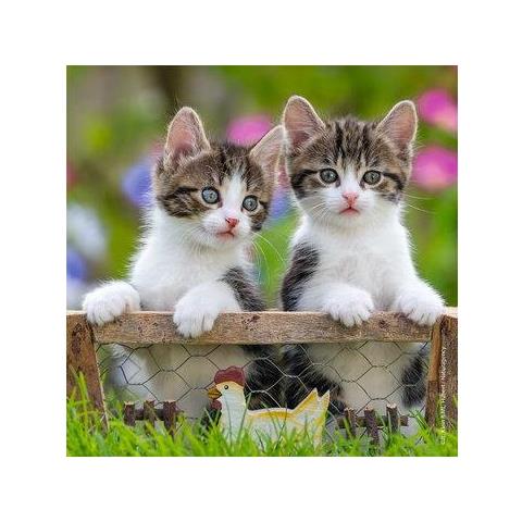 08046 Puzzle Puzzle Di Contorno 49 Pz - Foto 2