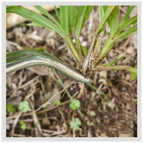 Estrattore Di Radici Per Piante In Alluminio - Strumento Essenziale Per Giardinaggio E Trapianto Green - Foto 5