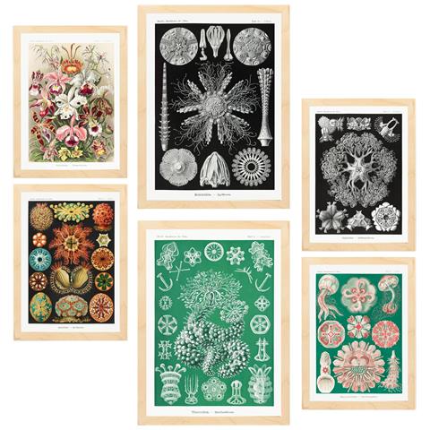 Set Di 6 Stampe Quadri Floreali Botanici Con Illustrazioni Di Design Per Le Pareti Della Tua Casa. Negozio Di Pittura. A3 & A4 Telaio In Legno Chiaro - Foto 1