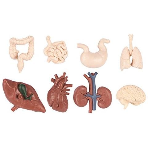 Safari Ltd Organi Umani Toob - 8 Mini Figurine Tra Cui Cervello, Cuore, Polmoni, Fegato, Reni, Stomaco E Intestino - Figure Giocattolo Educative Di Anatomia Per Ragazzi, Ragazze E Bambini Dai 3 Anni In Su - Foto 2