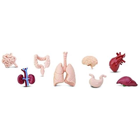 Safari Ltd Organi Umani Toob - 8 Mini Figurine Tra Cui Cervello, Cuore, Polmoni, Fegato, Reni, Stomaco E Intestino - Figure Giocattolo Educative Di Anatomia Per Ragazzi, Ragazze E Bambini Dai 3 Anni In Su - Foto 3