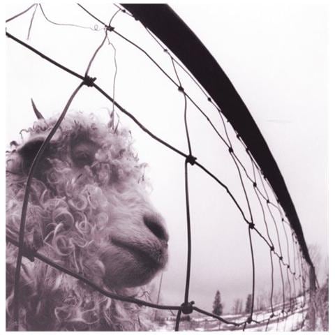 Pearl Jam - Vs (12")  - Foto 1