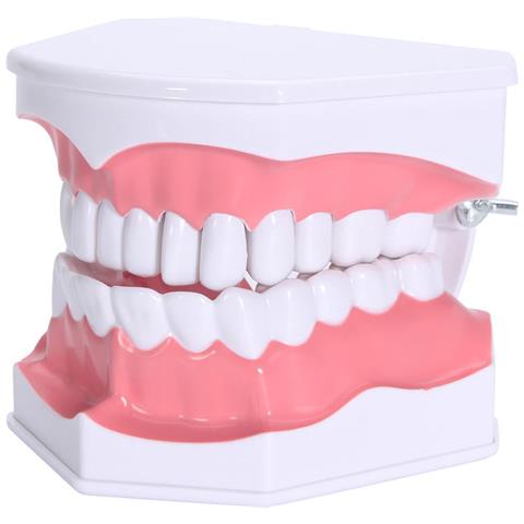 Modello Dentale Comparativo Carie Sarini, In PVC, 5,5x8x8,5 Cm, Per Studio Anatomia Denti, Didattica Odontoiatria - 4