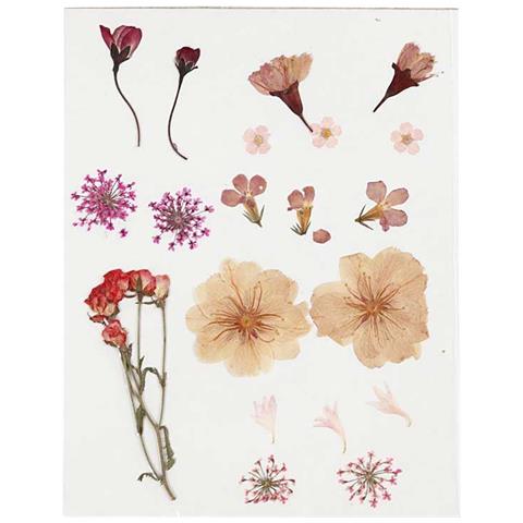 20 Fiori Secchi E Pressati - Rosa Chiaro - Foto 1