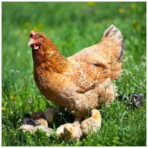 25 Kg Premium Mangime Per Pollame Plus Mangime Per Polli, Oche, Anatre - Foto 2