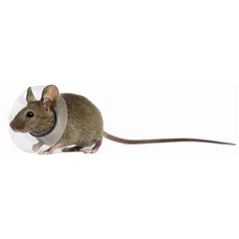 Collare Elisabettiano Oer Roditori Kvp Trasparente (2.5-3.2 Cm) - Foto 1