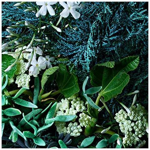 Costiera Cypress Mare Finocchio Bagno E Doccia Gel 300ml - Foto 1