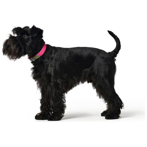 Collare Per Cani Covenience Xs-s Rosa (23-31 Cm) - Foto 3
