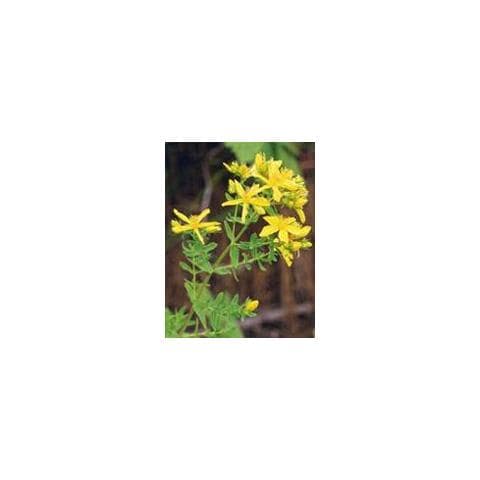 Tsa Hipericum Perfora 50ml - Foto 1