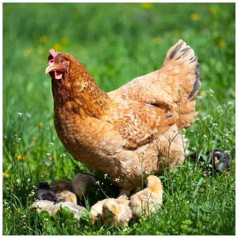 25 Kg Premium Legemehl Plus Con Origano - Mangime Per Pollame Per Galline, Oche, Anatre - Foto 3