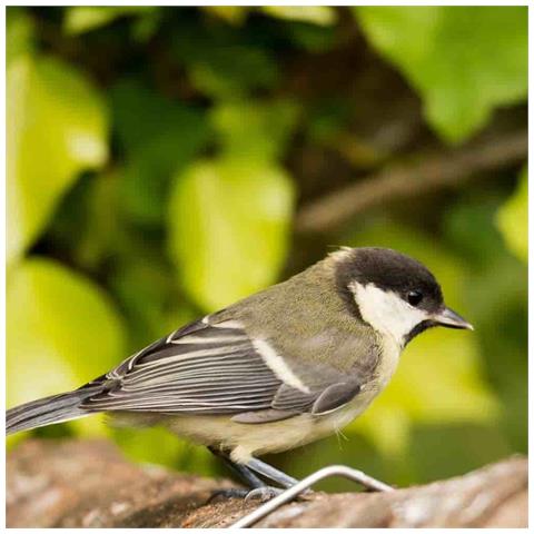 20 Kg Premium Mangime Per Uccelli Selvatici Senza Guscio - Foto 3