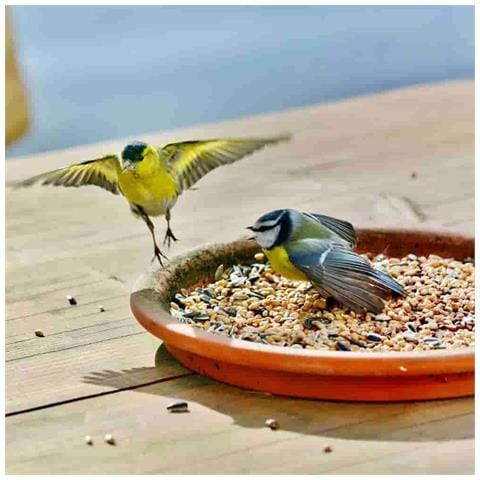 Fettfutter 25 Kg, Mangime Per Uccelli - Foto 3