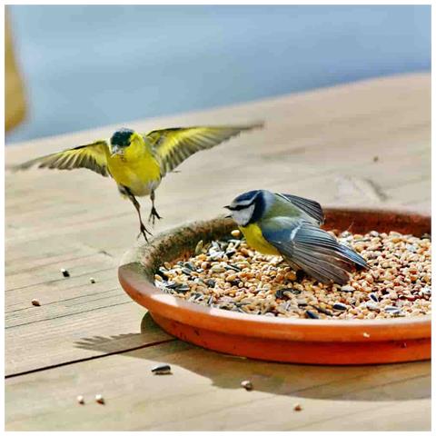 Fettfutter 10 Kg, Mangime Per Uccelli - Foto 3