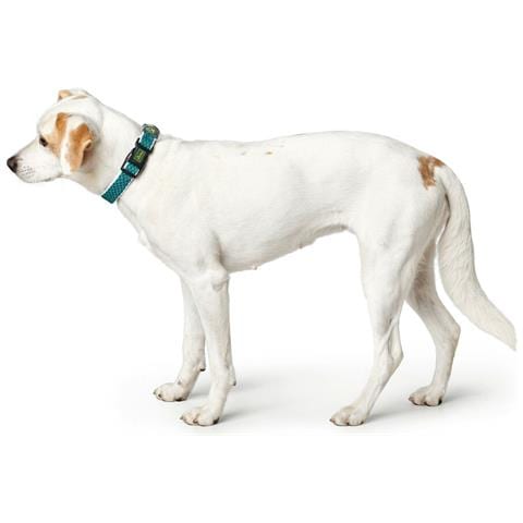 Collare Per Cani Turchese 12 - Foto 3