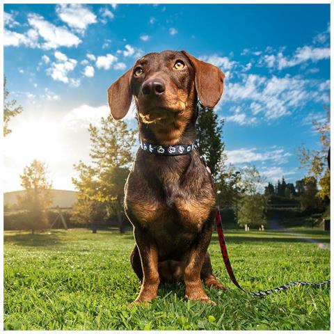 Collare Per Cani Nero S /m - Foto 2