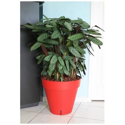 Giardino Del Contenitore In Plastica - Foto 1