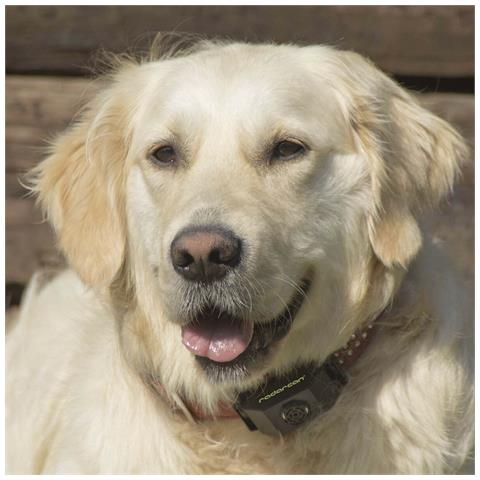 Anti-parassiti Radarcan Animali Domestici Ad Ultrasuoni - Foto 3