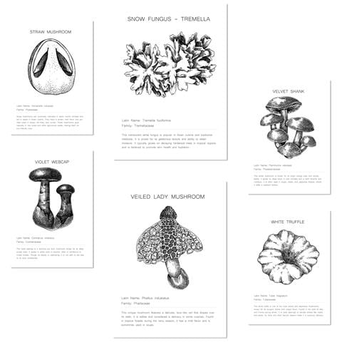 Set Di 6 Stampe Composizione, Tipologie E Dettagli Dei Funghi. Illustrazioni Di Design Per Decorare Le Pareti Di Casa Tua. A3 & A4 Senza Cornice - Foto 1