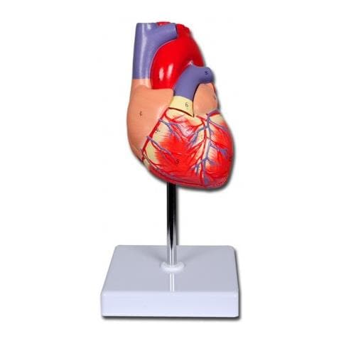 Modello Cuore Linea Value - 2 Parti - 1x - Foto 1