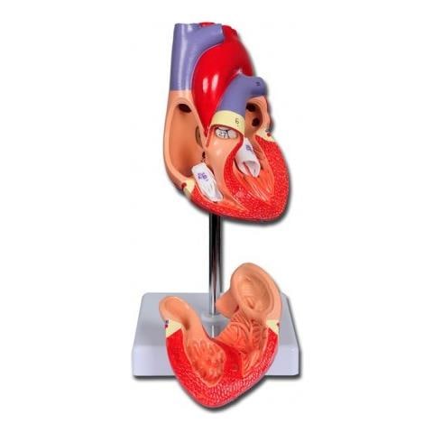 Modello Cuore Linea Value - 2 Parti - 1x - Foto 2
