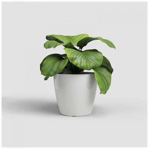 Vaso - - San Remo - 42 Br - Bianco - Foto 3