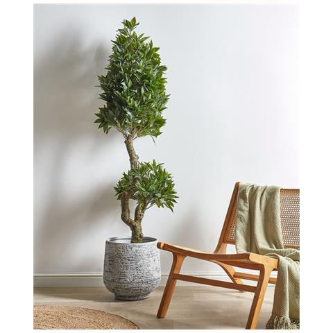Pianta Artificiale In Vaso 160 Cm Laurele - Foto 1