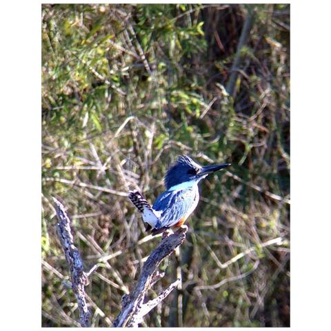 REGAL M2 65MM - Foto 16