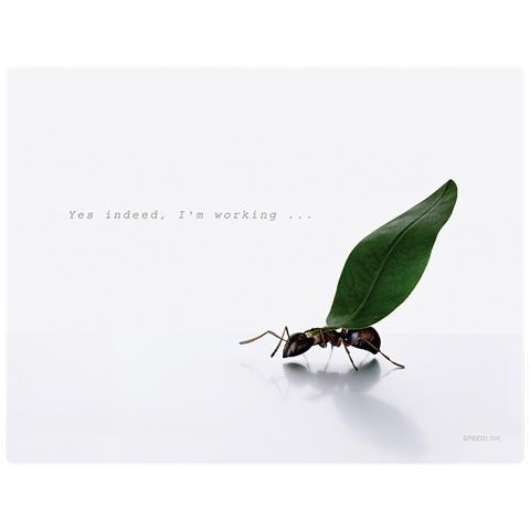 Lares 11.6" Cover Bianco - Foto 1