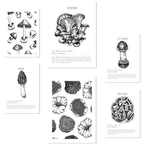 Set Di 6 Stampe Composizione Decorativa Di Funghi, Illustrazioni Incorniciate Con Illustrazioni Di Design Per Decorare Le Pareti A3 & A4 Cornice Bianca - Foto 1