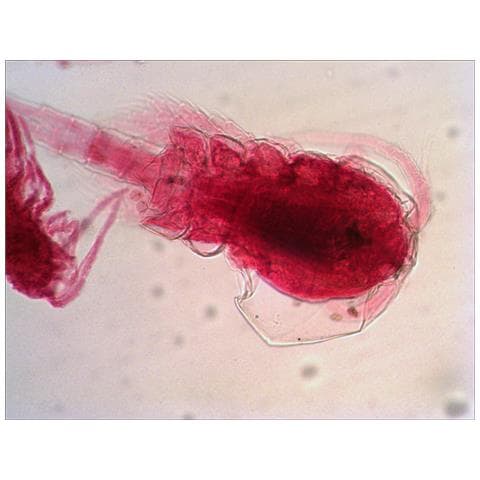 Vetrino per microscopio N38 NG - Foto 12