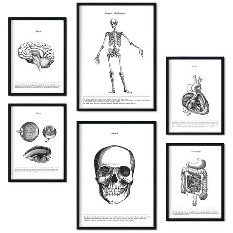 Set Di 6 Stampe Raccolta Di Poster Di Organi E Ossa Con Collage Estetico Per La Decorazione D'interni A3 & A4 Cornice Nera - Foto 1