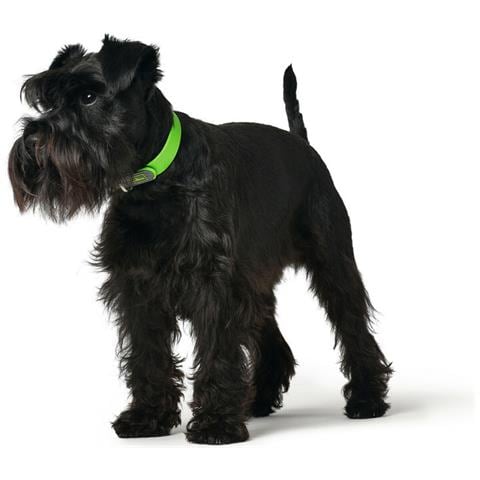 Collare Per Cani Convenience 23-31 Cm Verde Xs /s - Foto 2