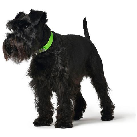 Collare Per Cani Convenience Taglia S Verde (28-36 Cm) - Foto 2