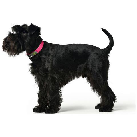 Collare Per Cani Convenience Rosa S /m - Foto 3