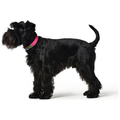 Collare Per Cani Convenience Rosa Taglia M /l (42-50 Cm) - Foto 3