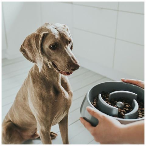 Ciotola Per Cani Hunter Melammina 550 Ml - Foto 2