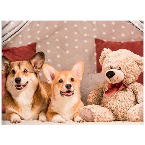 Parure Copripiumino Sacco Piumino Letto 100% Cotone Sogni D''oro Disegno Cani E Orsi Dis. 67 Piazza E Mezza Cani E Orsi - Foto 4