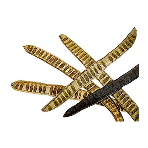 01600 08 0000 - Frutti Legnosi Secchi, 10 Pezzi, Colore: Naturale - Foto 2