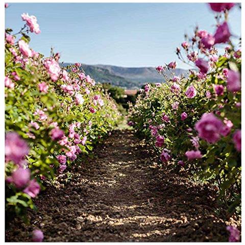 Christian Dior Miss Dior Rose N'roses Eau De Toilette, 100 Ml - Foto 2