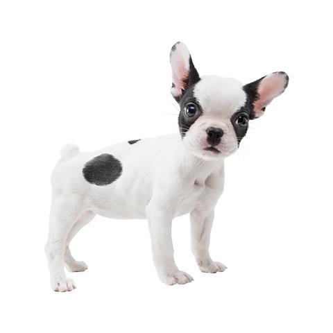 gs + Cats: French Bulldog, 3DS Basico 3DS Francese videogioco - Foto 7