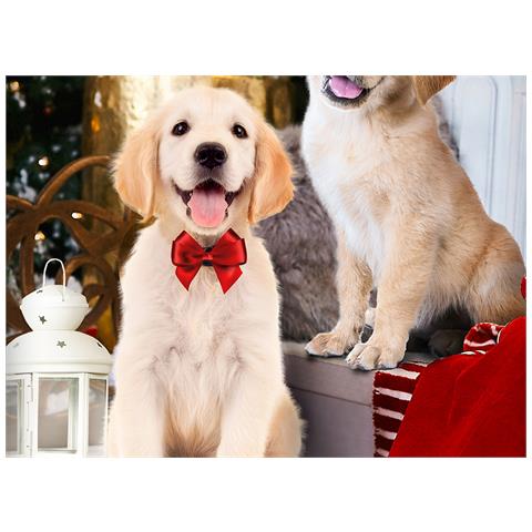 Parure Copripiumino Sacco Piumino Letto 100% Cotone Sogni D''oro Disegno Cani  Dis. 72 Singolo Cani - Foto 4