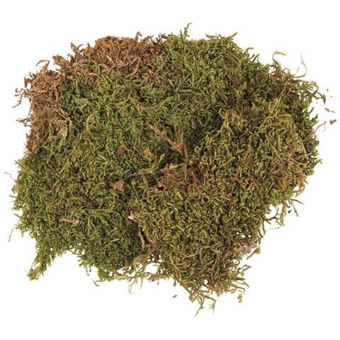 Pezzo Di Muschio Essiccato 100 G - Foto 1